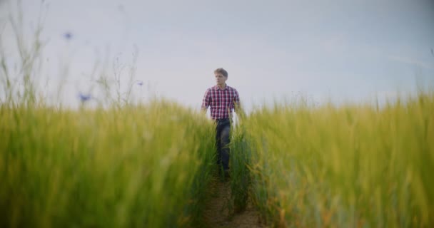 Мужчина Фермер Работающий Поле Осматривает Концепцию Сбора Урожая Сельскохозяйственных Культур — стоковое видео