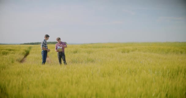 収穫する前に農業分野の小麦で農作物を検査する現代農民 — ストック動画
