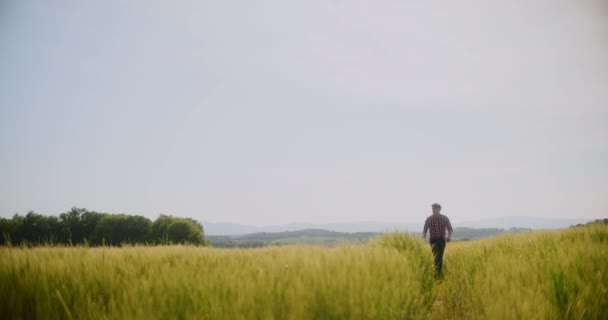 Πορτρέτο Του Αγρότη Εξετάζοντας Καλλιέργειες Σιταριού Γεωργία Συγκομιδή — Αρχείο Βίντεο