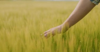 Çiftçinin portresi Buğday Tarlası Tarım Ürünlerini İnceleme