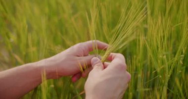 Çiftçinin portresi Buğday Tarlası Tarım Ürünlerini İnceleme