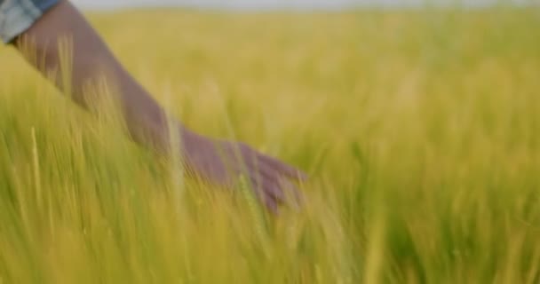Вид Близкого Расстояния Рука Фермера Прикосновение Пшеничных Ушей Урожай Сельское — стоковое видео