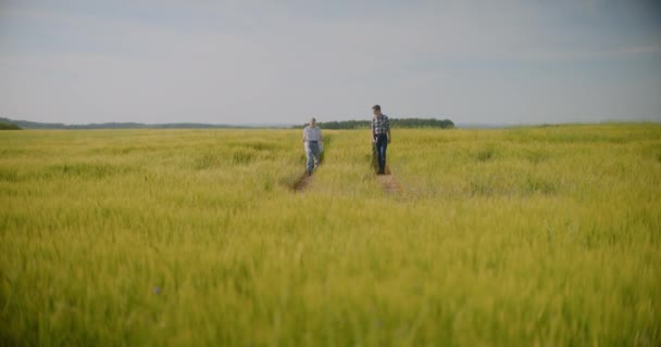 Agricultores Masculinos Femininos Examinando Colheitas Campo Discutindo Antes Colheita Agricultura — Vídeo de Stock