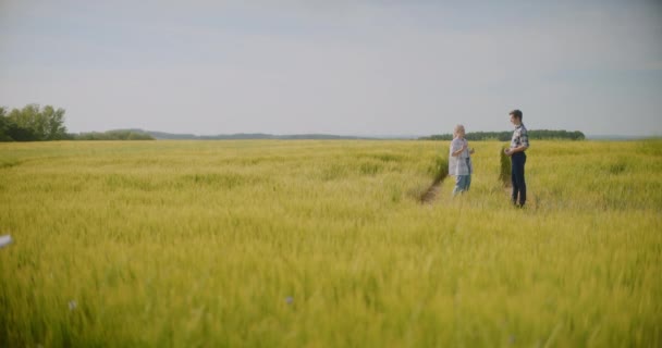 Αρσενικό Και Θηλυκό Αγρότες Εξετάζοντας Καλλιέργειες Στο Πεδίο Συζητώντας Πριν — Αρχείο Βίντεο