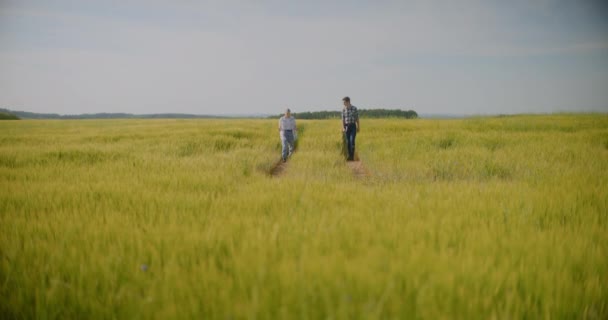 Αρσενικό Και Θηλυκό Αγρότες Εξετάζοντας Καλλιέργειες Στο Πεδίο Συζητώντας Πριν — Αρχείο Βίντεο