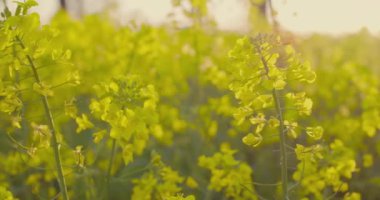 Petrol Tohumu Tecavüzü Alanı Kanola Çiçek açan Tarım Büyüyen Ekolojisi