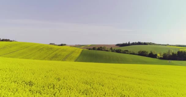 View Oilseed Rape Field Canola Blooming Agriculture Growth Ecology — Stock Video