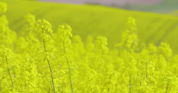 Вид Олійне Ріпакове Поле Канола Квітуча Сільськогосподарська Екологія Зростання — стокове відео