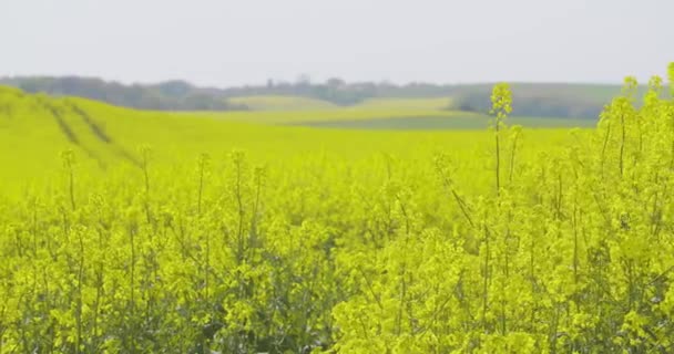 油菜籽油菜场 油菜花盛开农业生长生态学观 — 图库视频影像