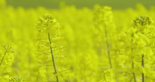 油菜籽油菜场 油菜花盛开农业生长生态学观 — 图库视频影像