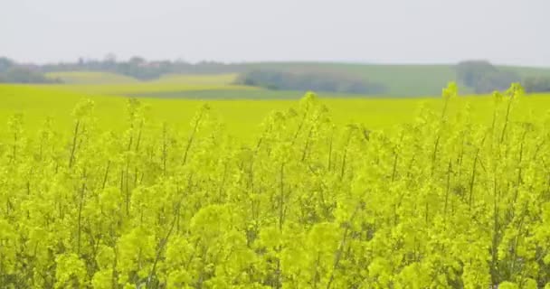 Vista Campo Estupro Oleaginosas Canola Florescendo Agricultura Ecologia Crescimento — Vídeo de Stock