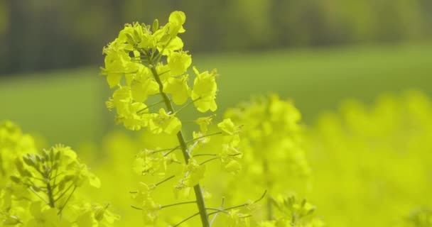 Вид Олійне Ріпакове Поле Канола Квітуча Сільськогосподарська Екологія Зростання — стокове відео