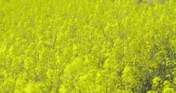 View Oilseed Rape Field Canola Blooming Agriculture Growth Ecology — Stock Video
