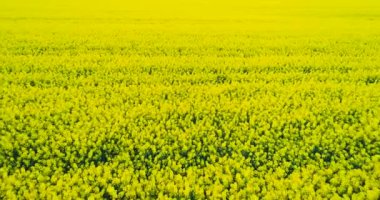 Petrol Tohumu Tecavüzü Alanı Kanola Çiçek açan Tarım Büyüyen Ekolojisi