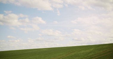 Tarlada büyüyen genç tecavüzün orta ölçekli görüntüsü. Tarım ekimi. Tarım sektörü - Genç Yağ Tohumu Tecavüzcüsü Mavi Gökyüzü.