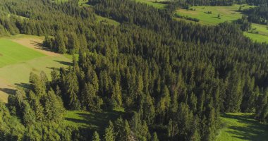 Hava görüntüsü. Güzel orman ağaçlarının üzerinde uçuyor. Hava kamerası görüntüsü. Manzara manzarası. Güzel wwods ve ormanın drone çekimi.