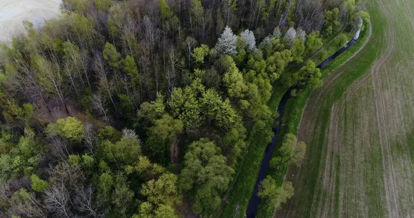 Aerial drone footage of trees growing on mountains against sky