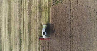 Arazide çalışan hasat makinesinin hava görüntüsü. Kolza tohumu tarlası hasat ediyorum. Tarım, tarlada çalışan çiftçi.