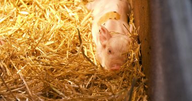 Tarım domuz çiftliğindeki küçük domuz yavrularını kapatın.