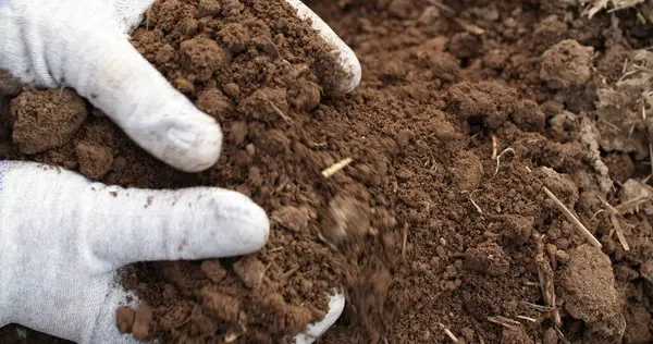 farmer examining soil in hands