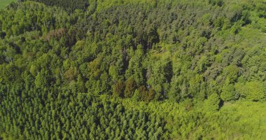 Hava görüntüsü. Güzel orman ağaçlarının üzerinde uçuyor. Hava kamerası görüntüsü. Manzara manzarası. Güzel wwods ve ormanın drone çekimi.