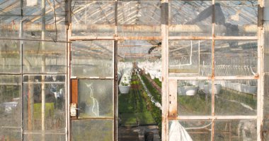 Tarım - sera bitkileri üretim çiftliğinin çekimi