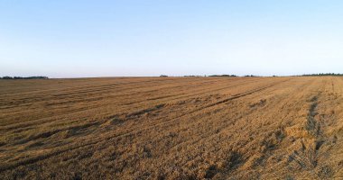 Tarım Tarımındaki Buğday Tarlası Drone görünümü