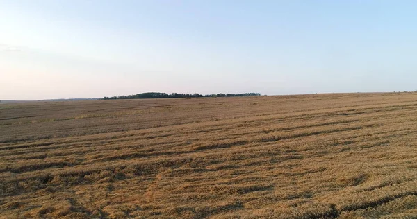 Drone view of Wheat Field at Farm Agriculture