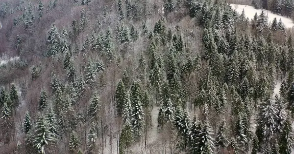 Landscape of forest covered with snow aerial view
