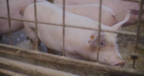 Moderne Landwirtschaftliche Industrie Schweinezucht Blick Auf Schweine Nutztierhaltung Landwirtschaft Schweineproduktion — Stockvideo