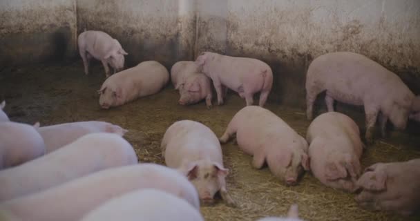 Moderna Industria Agricola Fattoria Suini Veduta Della Produzione Suini Agricoltura — Video Stock