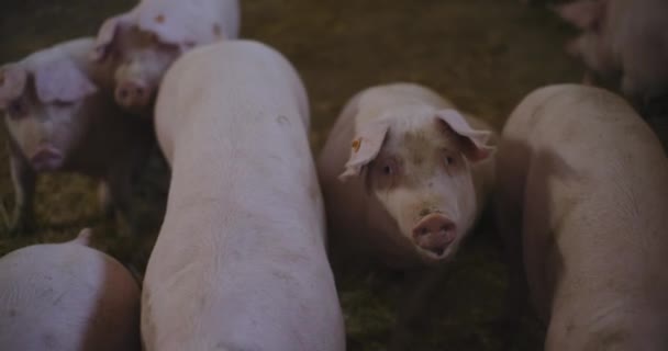 Industrie Agricole Moderne Vue Une Ferme Porcs Ferme Bétail Agriculture — Video