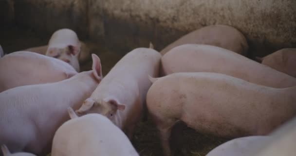 Modern Mezőgazdasági Ipar Disznófarm Disznók Megtekintése Állattenyésztés Mezőgazdaság Sertéstenyésztés — Stock videók