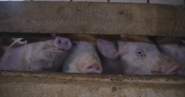 Современная Сельскохозяйственная Промышленность Свиноводство Вид Свиноводства Животноводство Сельское Хозяйство Производство — стоковое видео