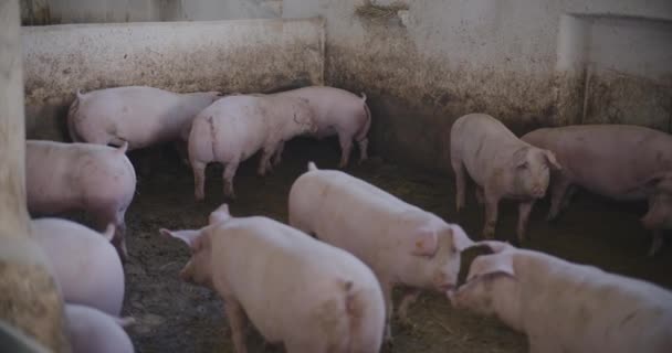 Moderne Landwirtschaftliche Industrie Schweinezucht Blick Auf Schweine Nutztierhaltung Landwirtschaft Schweineproduktion — Stockvideo