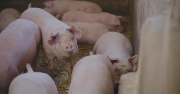 Moderne Landbrugsindustri Gris Farm Visning Svin Husdyrbrug Landbrug Svinekød Produktion – Stock-video