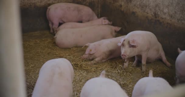 Moderne Agrarische Industrie Varkensboerderij Uitzicht Varkens Veehouderij Landbouw Varkensvleesproductie — Stockvideo