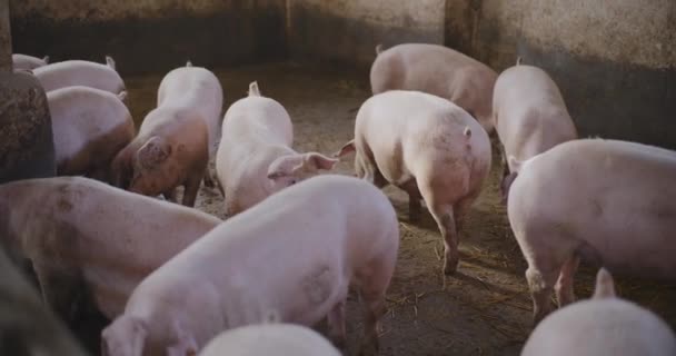 Indústria Agrícola Moderna Vista Fazenda Porcos Pecuária Agricultura Produção Porcos — Vídeo de Stock
