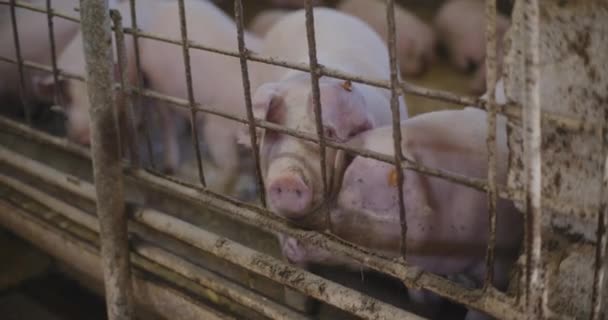 猪饲养场猪饲养场猪养殖的现代农业观点 — 图库视频影像