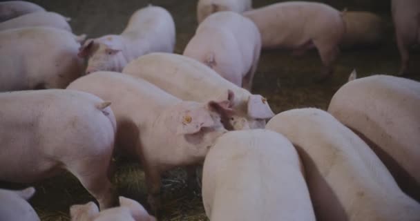 Moderna Industria Agrícola Granja Cerdo Vista Cerdos Granja Ganadera Agricultura — Vídeo de stock