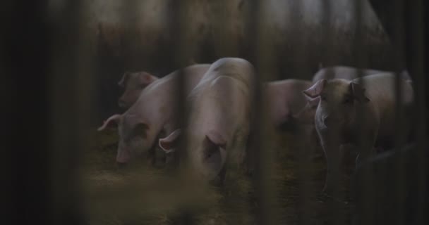 Nowoczesny Przemysł Rolny Hodowla Świń Widok Świnie Hodowla Rolnictwo Produkcja — Wideo stockowe