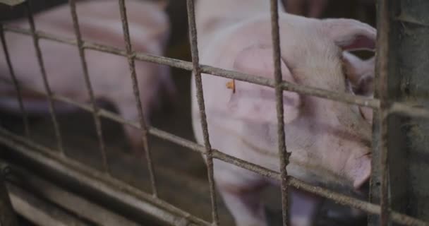 豚の家畜農業豚の生産の現代農業産業の豚の農場の眺め — ストック動画