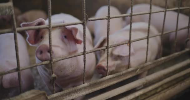 Современная Сельскохозяйственная Промышленность Свиноводство Вид Свиноводства Животноводство Сельское Хозяйство Производство — стоковое видео