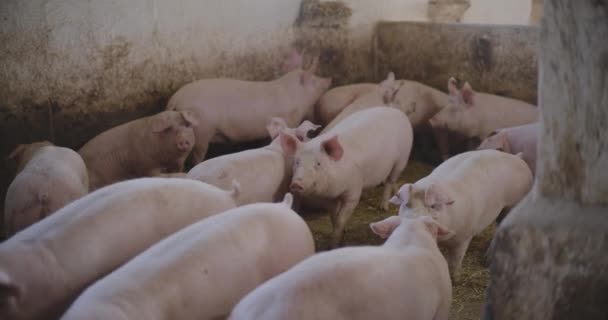 Modern Agricultural Industry Pig Farm View Pigs Livestock Farm Agriculture — Stock Video