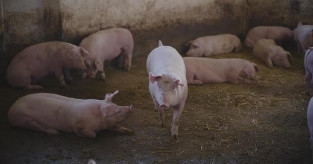 Σύγχρονη Αγροτική Βιομηχανία Χοιρινό Άποψη Των Χοίρων Κτηνοτροφία Γεωργία Χοιρινό — Αρχείο Βίντεο