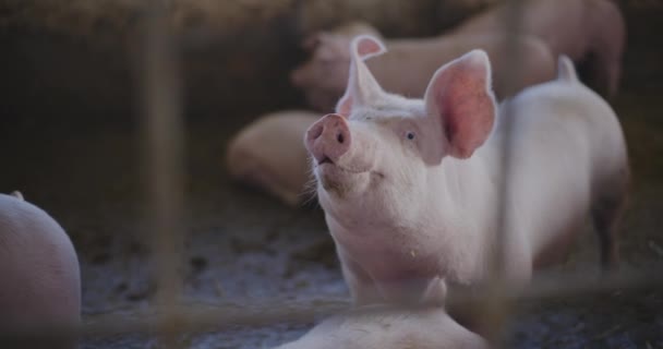 Modern Mezőgazdasági Ipar Disznófarm Disznók Megtekintése Állattenyésztés Mezőgazdaság Sertéstenyésztés — Stock videók