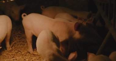 Orta boy Domuz Çiftliği Domuzcukları Grubu Küçük Domuzcuklar Çiftlik Hayvanları Yeni Doğmuş Domuzlar