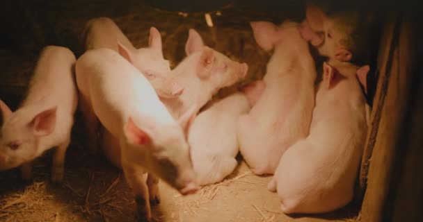 Средний Поросенок Свиноферме Группа Молодых Маленьких Поросят Свиноферме Новорожденные Поросенки — стоковое видео