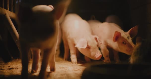 Medium Shot Pigs Farm Piggery Group Young Small Pigs Piglets — Stockvideo