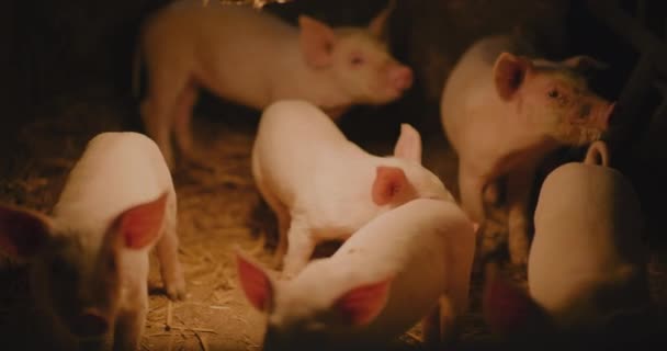 Средний Поросенок Свиноферме Группа Молодых Маленьких Поросят Свиноферме Новорожденные Поросенки — стоковое видео